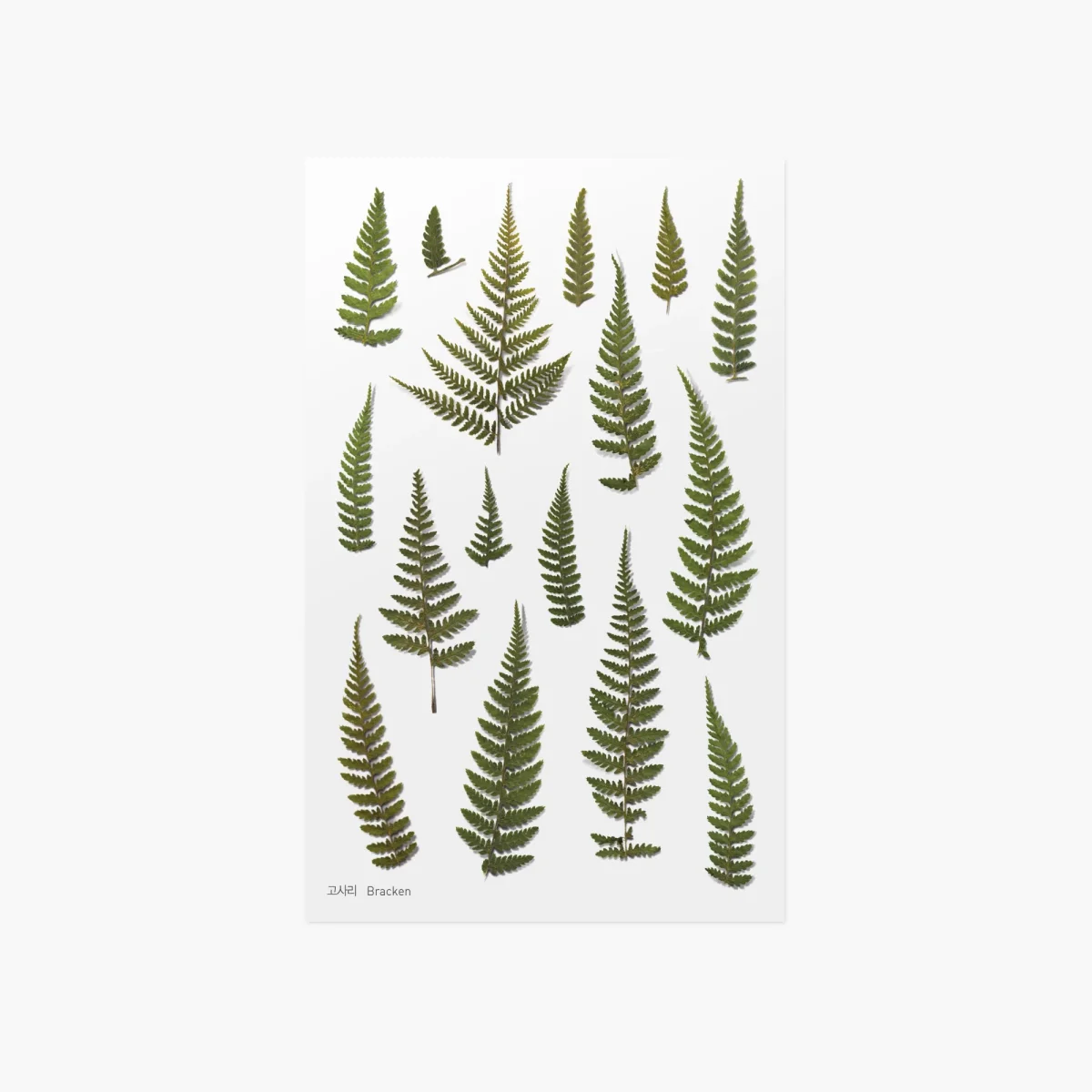 Appree - Pressed Flower Sticker - Bracken - Afbeelding 2