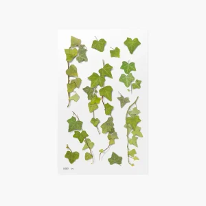 Appree - Pressed Flower Sticker - Ivy